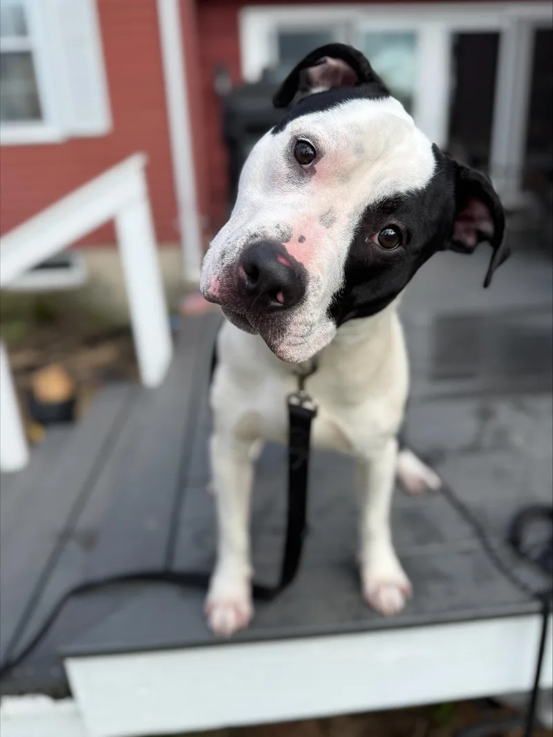 A baby medium-sized male Pit Bull Terrier dog named Charlie for adoption in Winthrop, MA