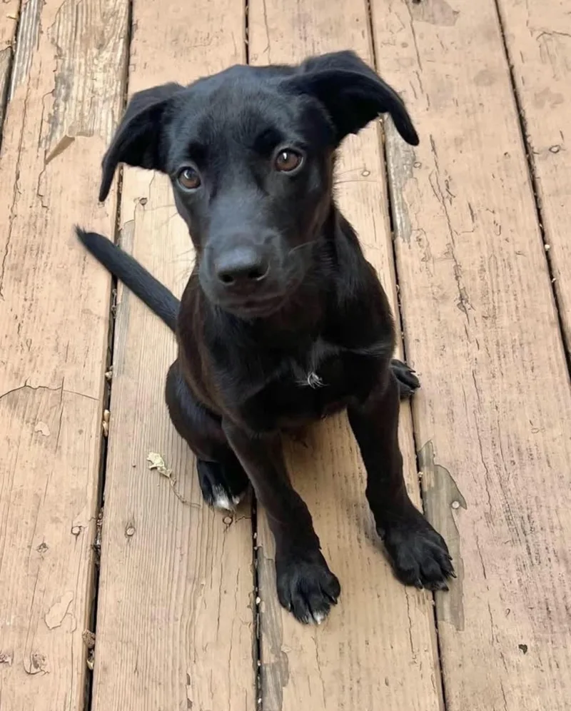 A baby medium-sized male Black Mixed Breed dog named Panther for adoption in Ronkonkoma, NY