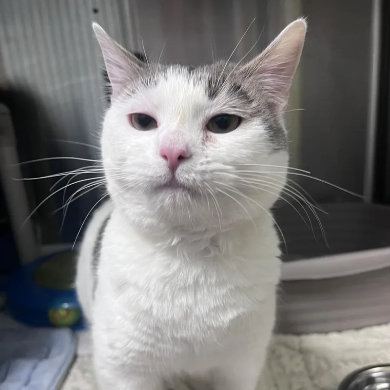 An adult medium-sized female White Domestic Short Hair cat named Zyrtec for adoption in Waynesville, NC