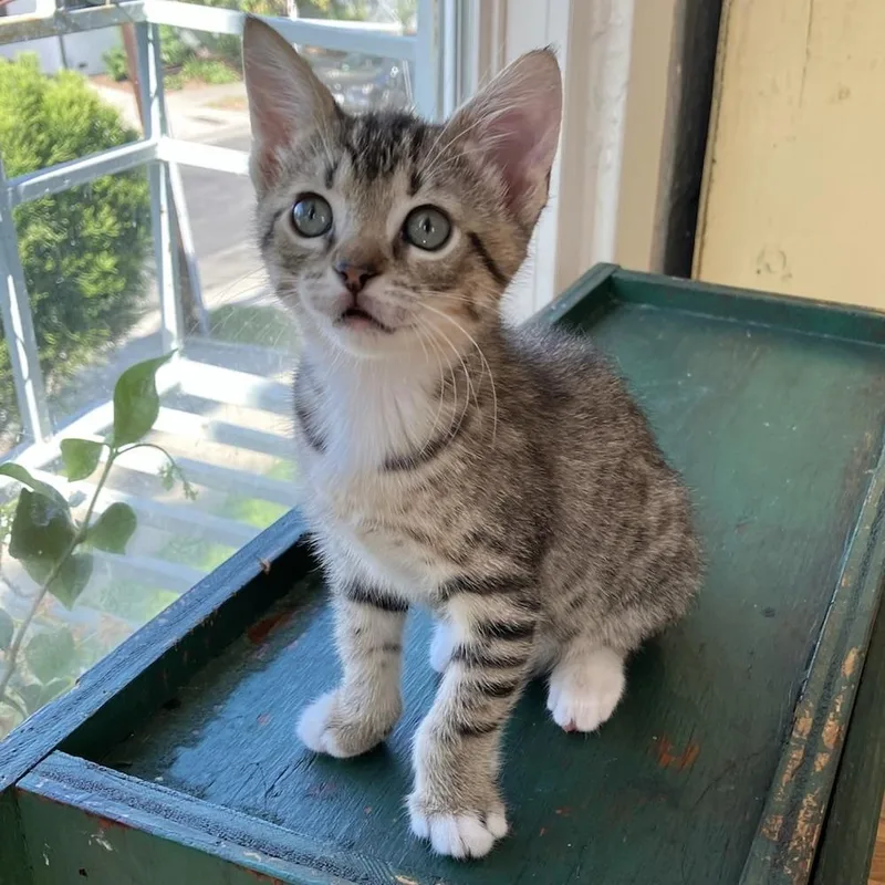 A baby small-sized female Brown / Chocolate Domestic Short Hair cat named Piccalilli for adoption in Los Angeles, CA