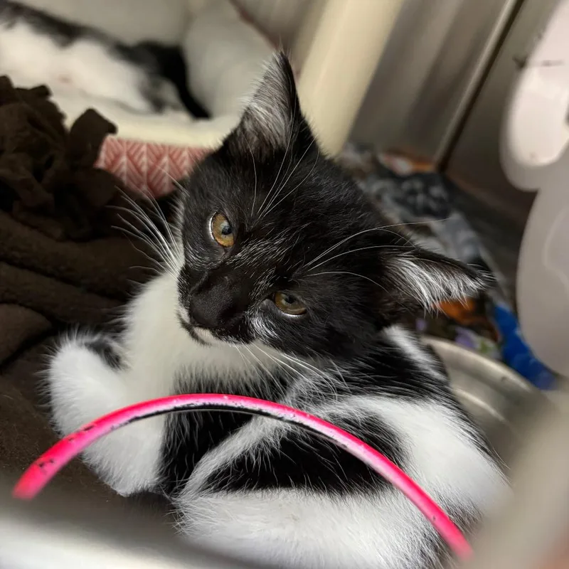 A baby small-sized male Black Domestic Short Hair cat named Lutefisk for adoption in Detroit Lakes, MN