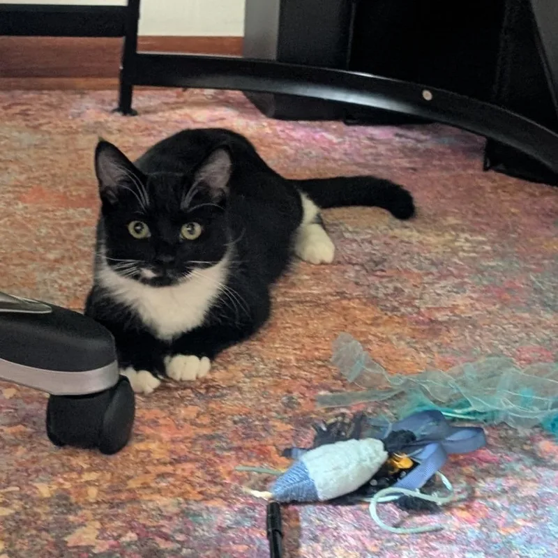 A baby small-sized female Domestic Short Hair cat named Nugget for adoption in Brookfield, WI