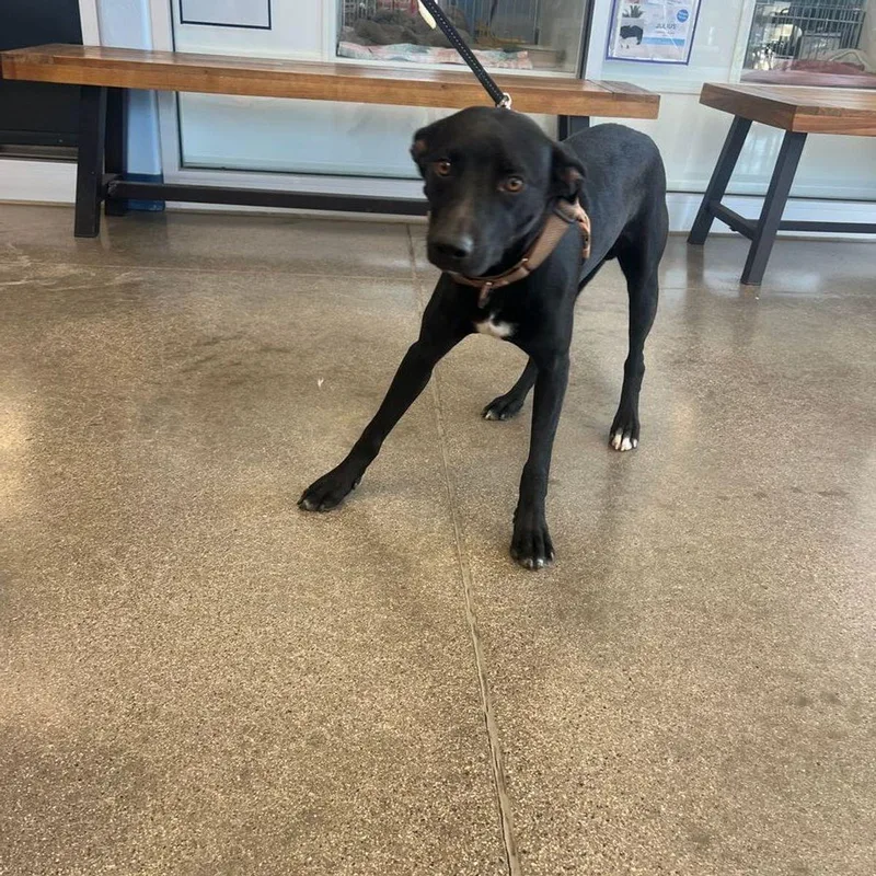 An adult medium-sized male Black Terrier dog named Axel for adoption in Kingman, AZ