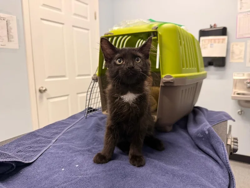 A baby medium-sized male Domestic Medium Hair cat named Kurtis for adoption in Raleigh, NC