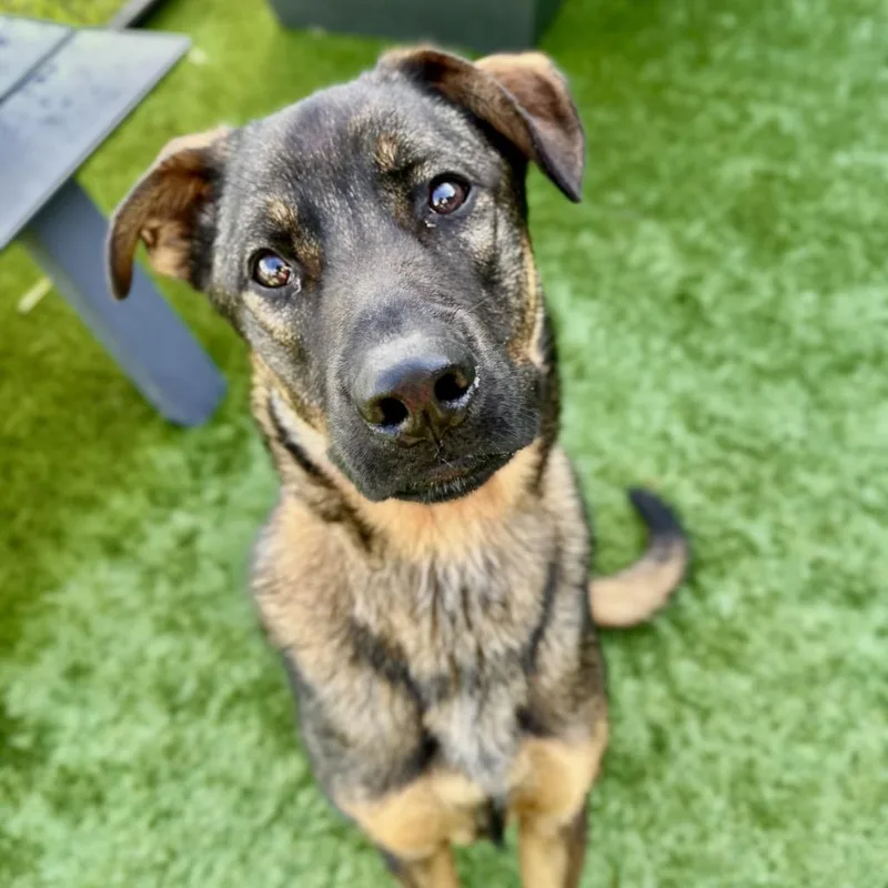 A young large-sized male Black Shepherd dog named Kovu for adoption in Matteson, IL