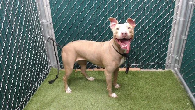An adult medium-sized female Pit Bull Terrier dog named Nova for adoption in Downey, CA