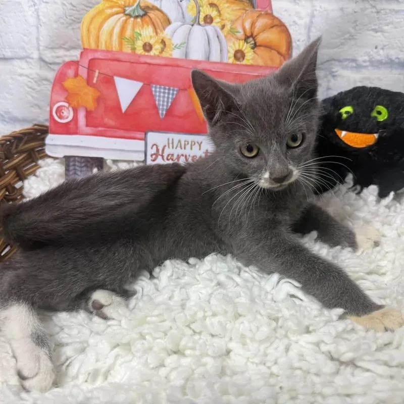 A baby small-sized male Gray / Blue / Silver Domestic Short Hair cat named Jasper for adoption in Harrisonburg, VA