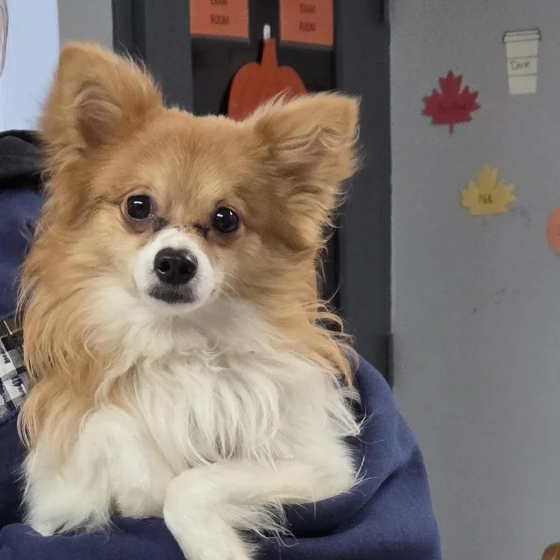 An adult small-sized male Brown / Chocolate Papillon dog named Bean for adoption in Camden, DE