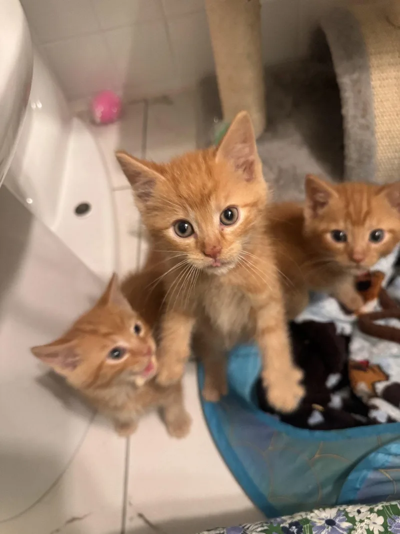 A baby medium-sized male Orange / Red Domestic Short Hair cat named Cabot for adoption in Herndon, VA