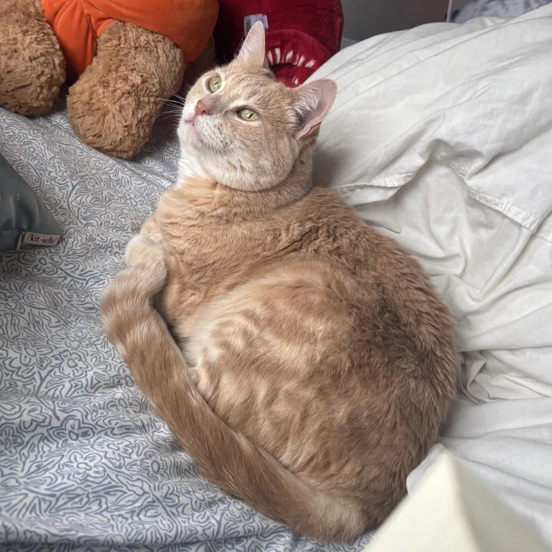 A senior medium-sized female Domestic Short Hair cat named Cashew for adoption in Danville, VT