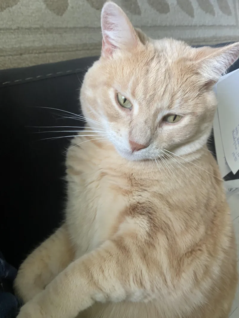 Cashew thumbnail 3