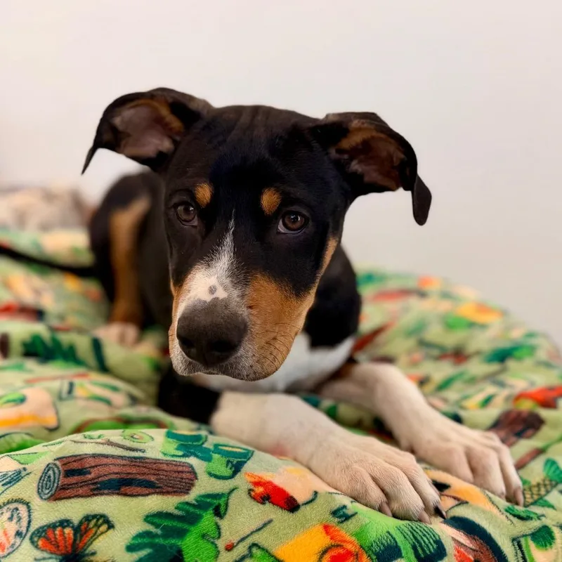 A baby large-sized male Black Mouth Cur dog named Wilbur for adoption in Green Bay, WI