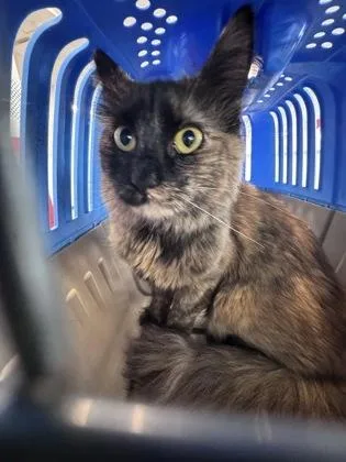 A baby medium-sized female Domestic Short Hair cat named Rue for adoption in West Chester, PA
