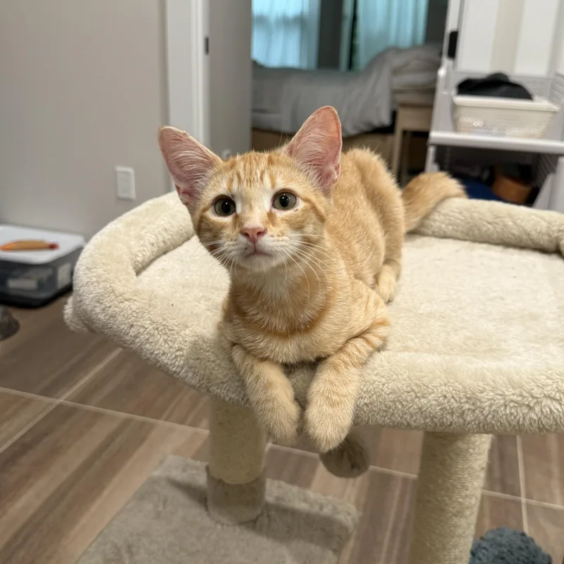 A baby medium-sized male Tabby (Orange / Red) Domestic Short Hair cat named Hook for adoption in Brooklyn, NY