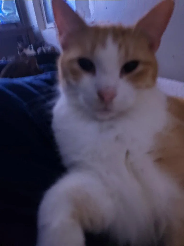 An adult medium-sized male Domestic Short Hair cat named Scooter for adoption in Cromwell, KY