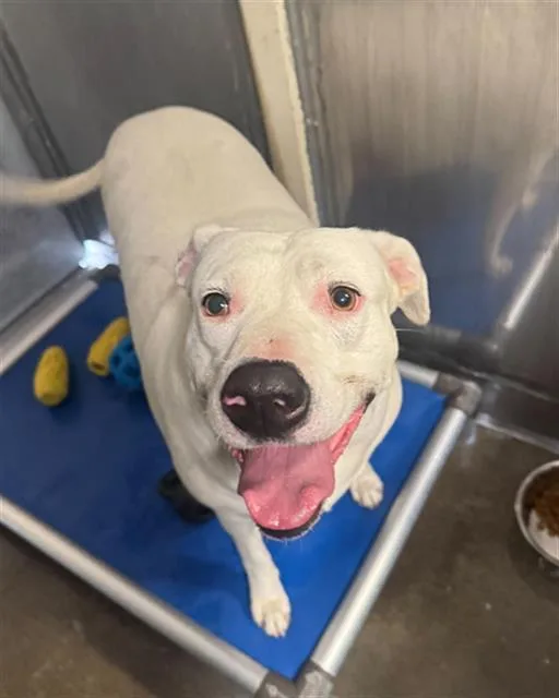 An adult large-sized female Pit Bull Terrier dog named Shiro for adoption in Camarillo, CA