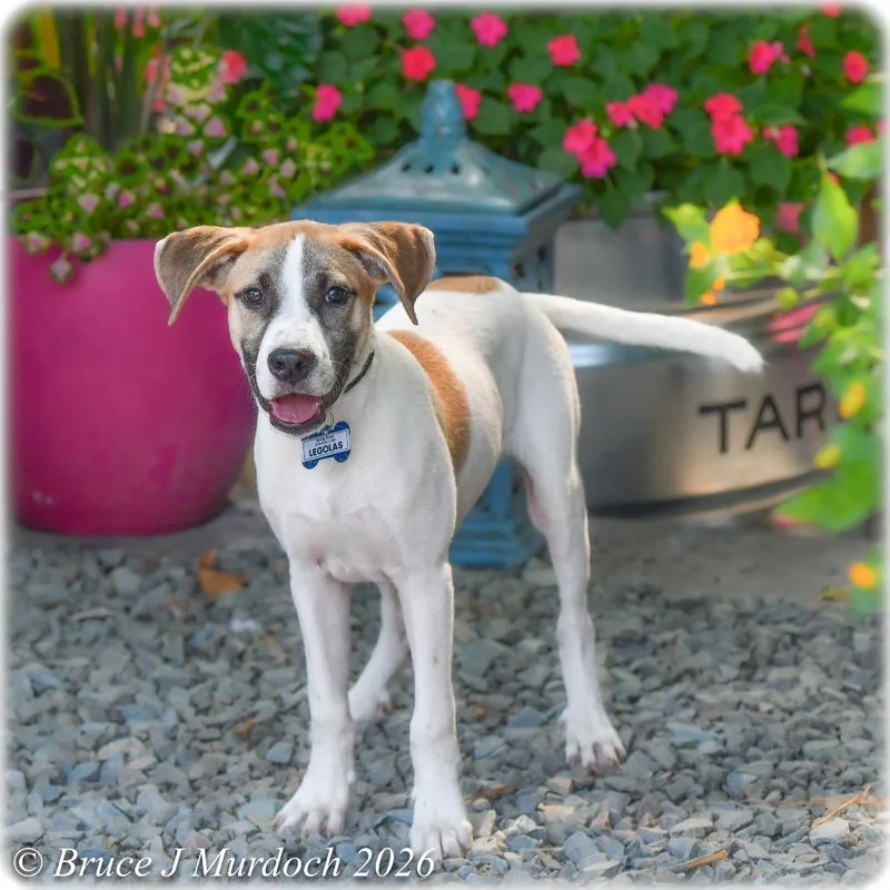 A baby medium-sized male White / Cream Labrador Retriever dog named Legolas for adoption in Wake Forest, NC