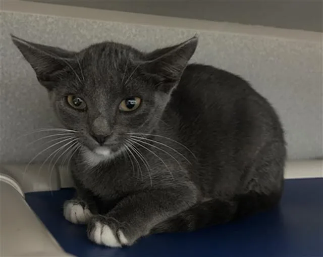 A baby medium-sized male Domestic Short Hair cat named Rook for adoption in Dallas, TX