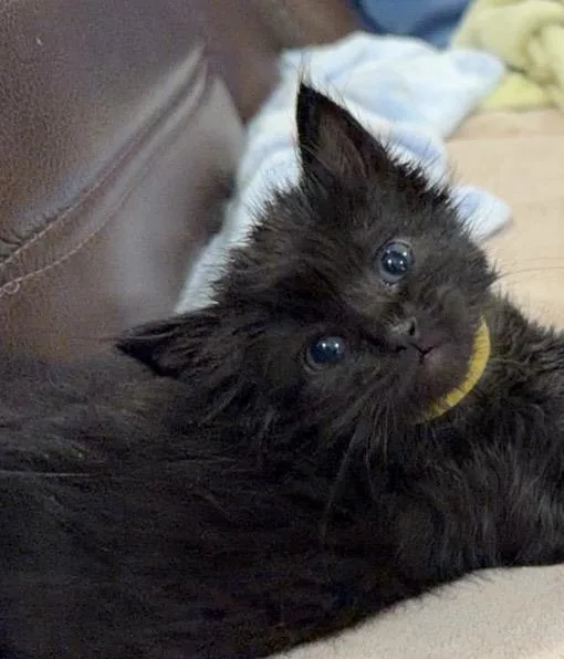 A baby medium-sized male Domestic Short Hair cat named Kekoa for adoption in Lincoln, CA