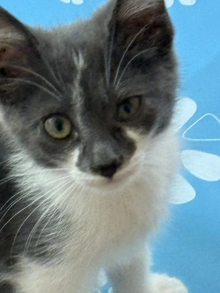 A baby small-sized male Gray & White Domestic Short Hair cat named Twine for adoption in Aurora, CO
