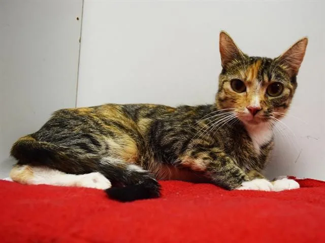 A young small-sized female Domestic Short Hair cat named Leela for adoption in Sacramento, CA