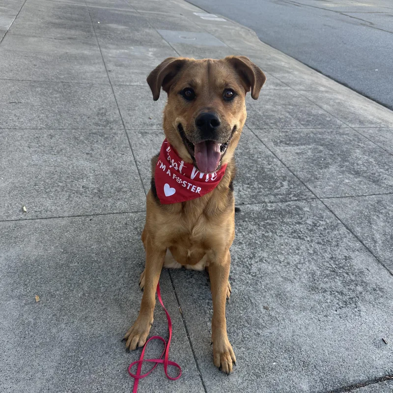 Shiloh thumbnail 5