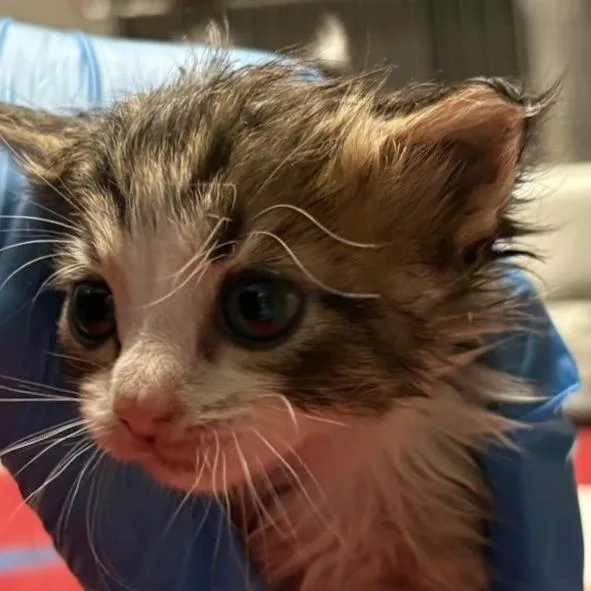 Bounce