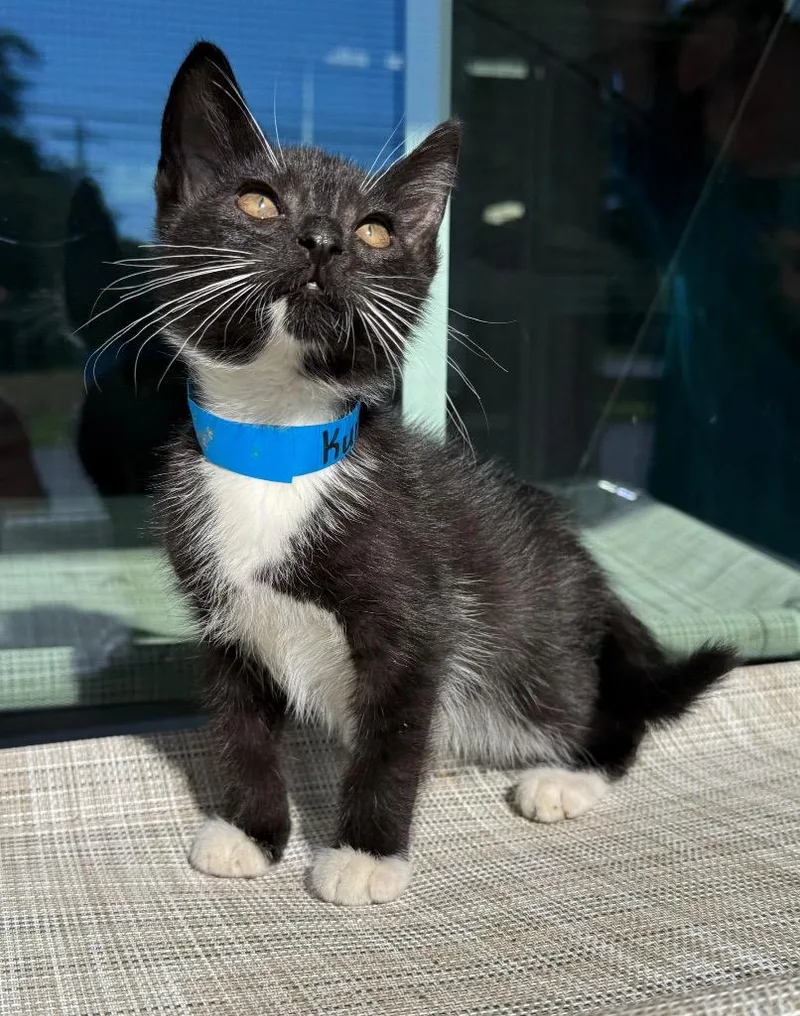 A baby medium-sized male Domestic Short Hair cat named Kurt for adoption in Kingsland, GA