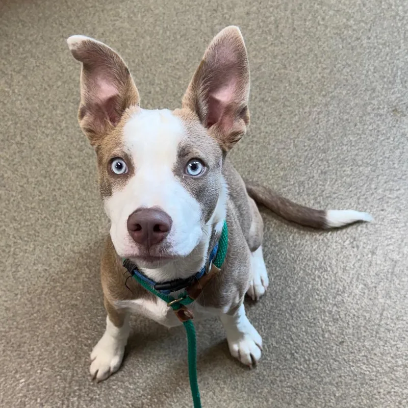 A baby medium-sized male Yellow / Tan / Blond / Fawn Husky dog named Pongo for adoption in Council Bluffs, IA