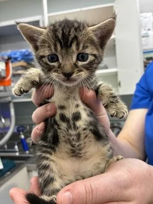 A baby small-sized female Domestic Short Hair cat named Fanta for adoption in Gainesville, FL