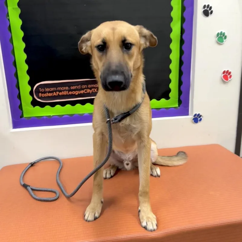 A young large-sized male Brown / Chocolate German Shepherd Dog dog named Ponta for adoption in League City, TX
