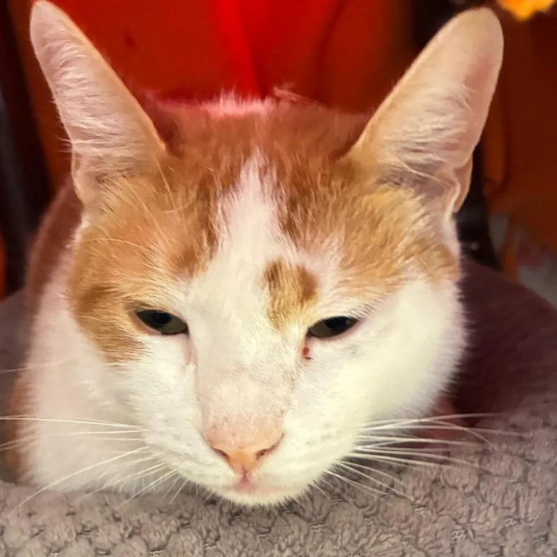 Peanut