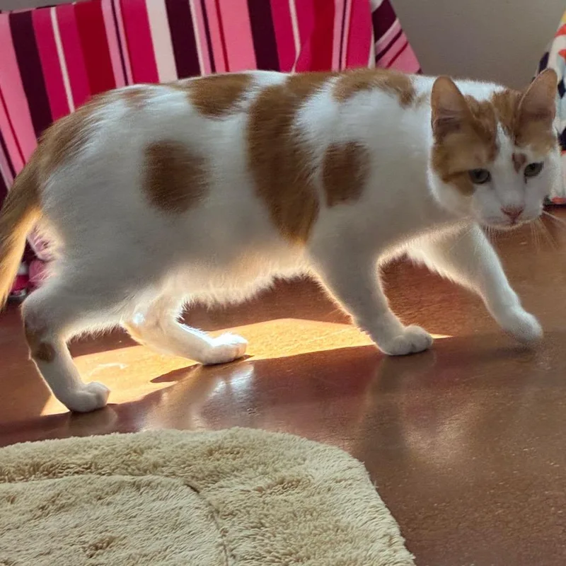 Peanut thumbnail 2