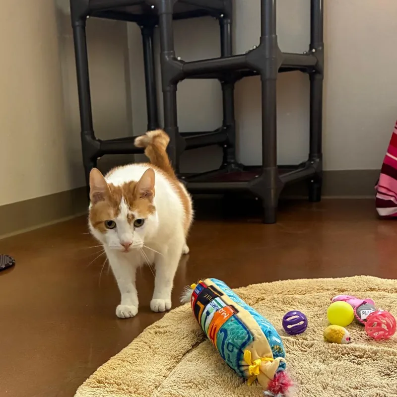Peanut thumbnail 6