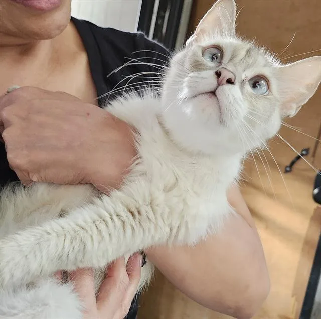 A young small-sized female Domestic Medium Hair cat named Delilah for adoption in San Antonio, TX