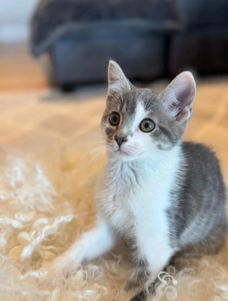 A baby medium-sized male Gray / Blue / Silver Domestic Short Hair cat named Jt for adoption in Clayton, NJ