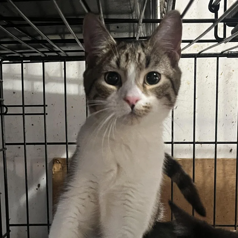 Mike Hat thumbnail 2