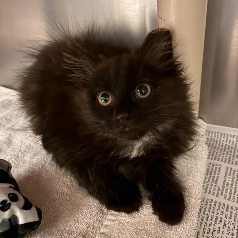 A baby small-sized male Black Domestic Long Hair cat named Mogwai for adoption in Marshall, VA