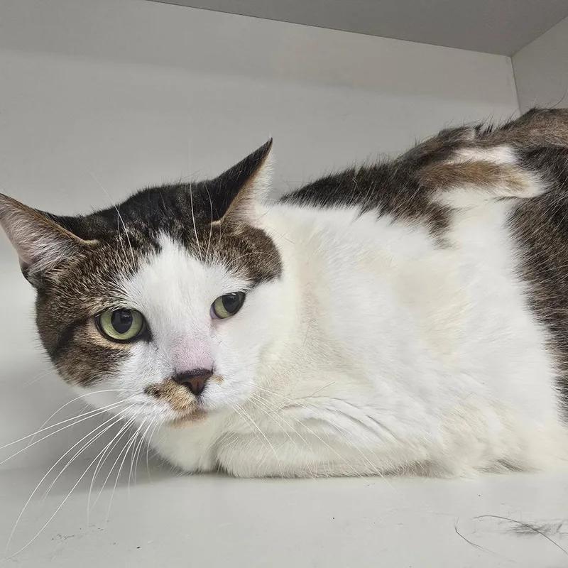 A senior extra large-sized male White Domestic Short Hair cat named Stormy for adoption in Jasper, IN