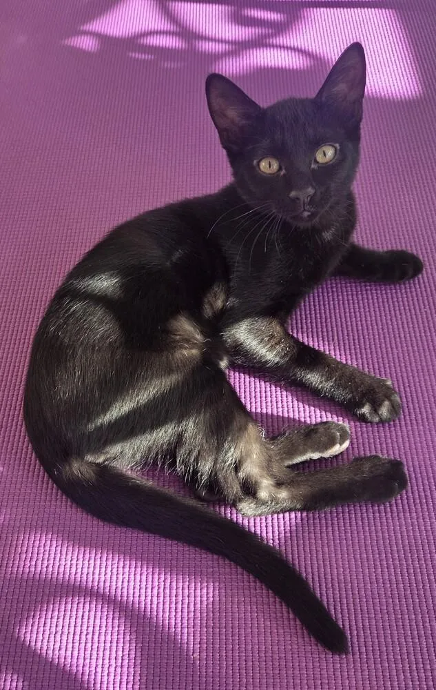 A baby small-sized female Black Domestic Short Hair cat named Ada for adoption in Youngsville, NC
