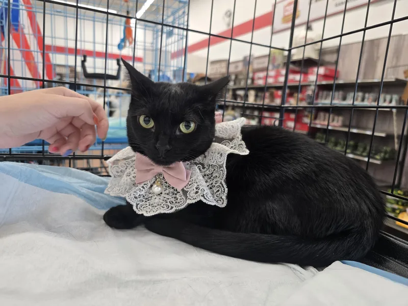 An adult medium-sized female Bombay cat named Eleven for adoption in Perth Amboy , NJ