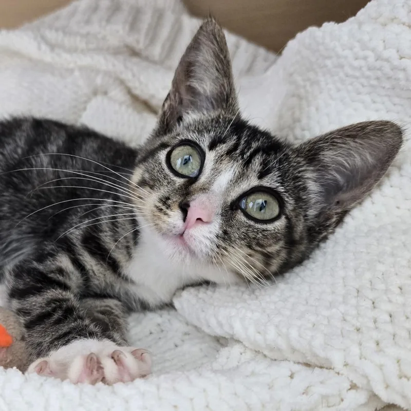 A baby small-sized male Domestic Short Hair cat named Grayson for adoption in Cumming, GA