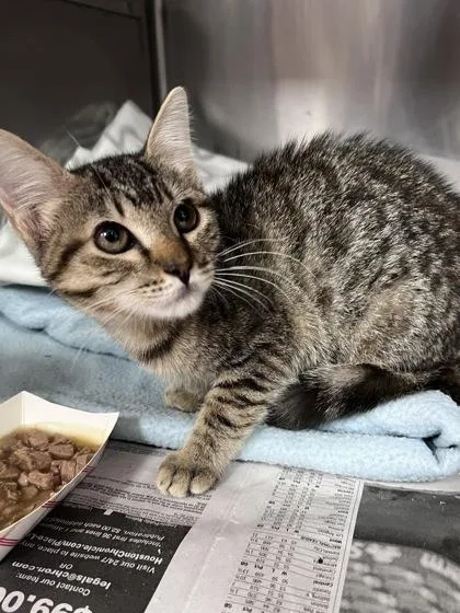 A baby small-sized female Domestic Short Hair cat named Tai Lung for adoption in Houston, TX