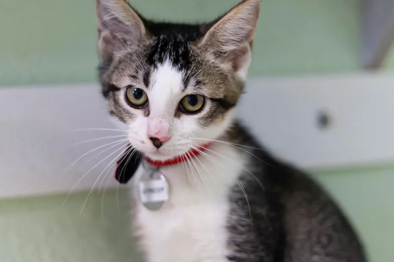 A baby medium-sized female Domestic Short Hair cat named Meowyl Streep for adoption in Hot Springs, AR