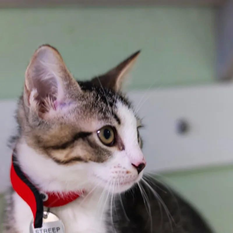 Meowyl Streep thumbnail 2