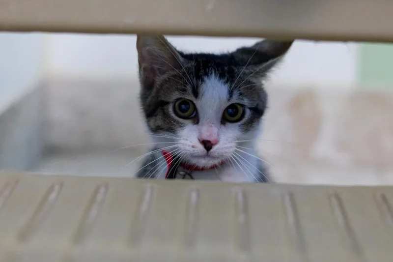 Meowyl Streep thumbnail 3