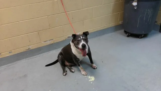 An adult large-sized male Pit Bull Terrier dog named Texas for adoption in Tulsa, OK