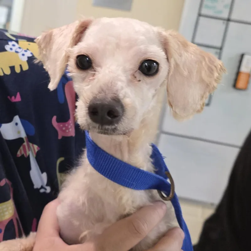 An adult small-sized male White / Cream Poodle dog named Percy for adoption in Novelty, OH