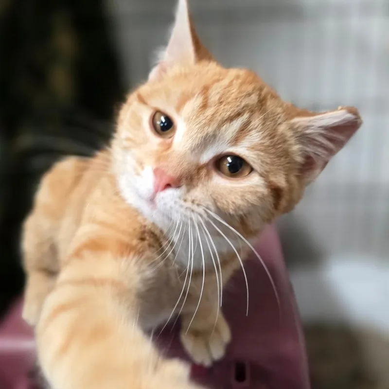 Bcas Honda thumbnail 2