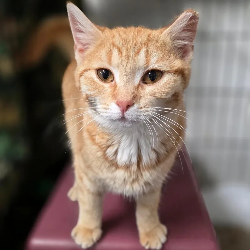 Bcas Honda thumbnail 3